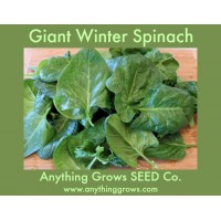 Spinach - Giant Winter - Organic